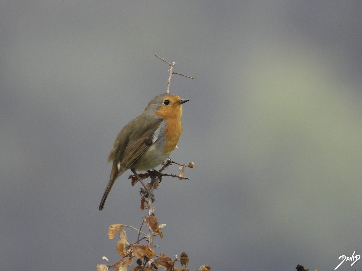 European Robin - ML610768908