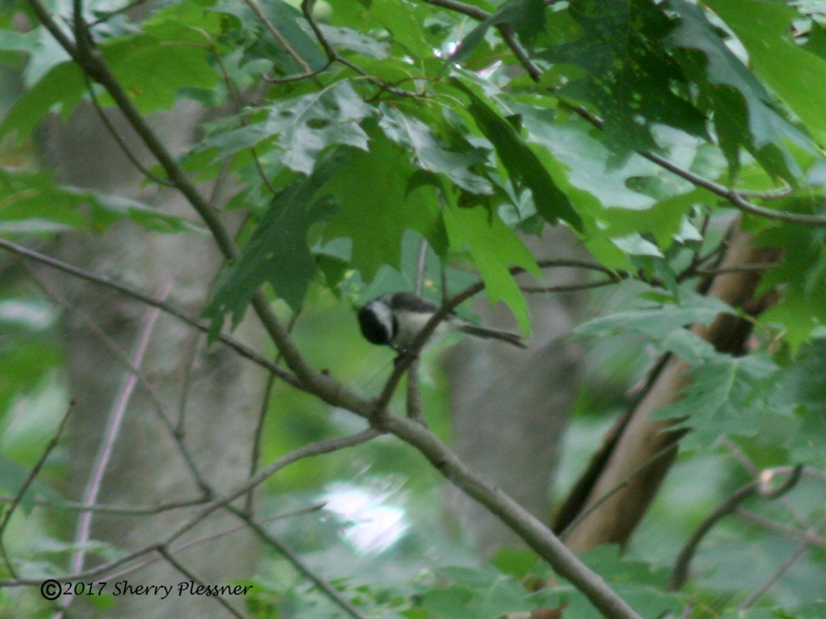 Black-capped Chickadee - ML61076891