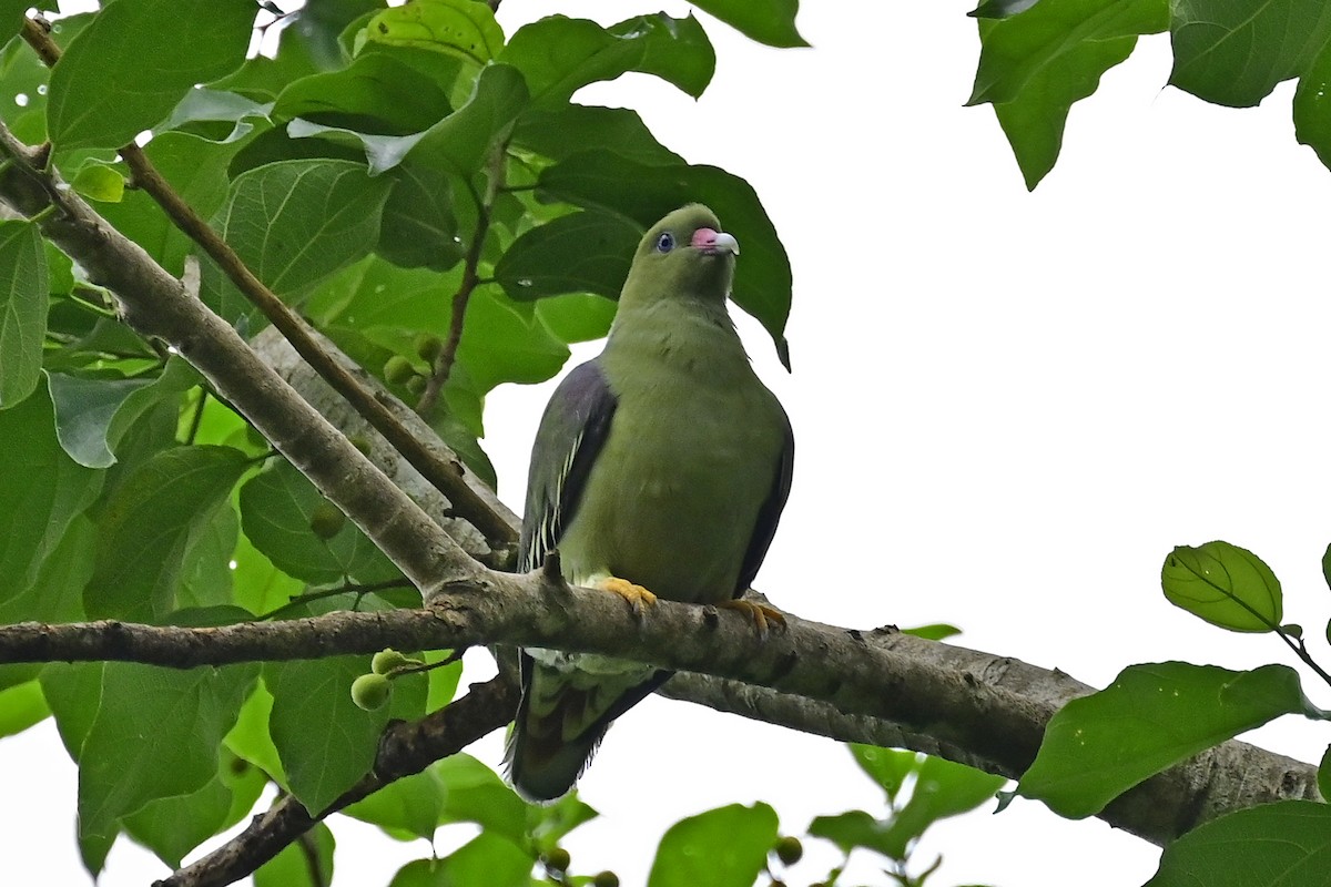 African Green-Pigeon - ML610768945