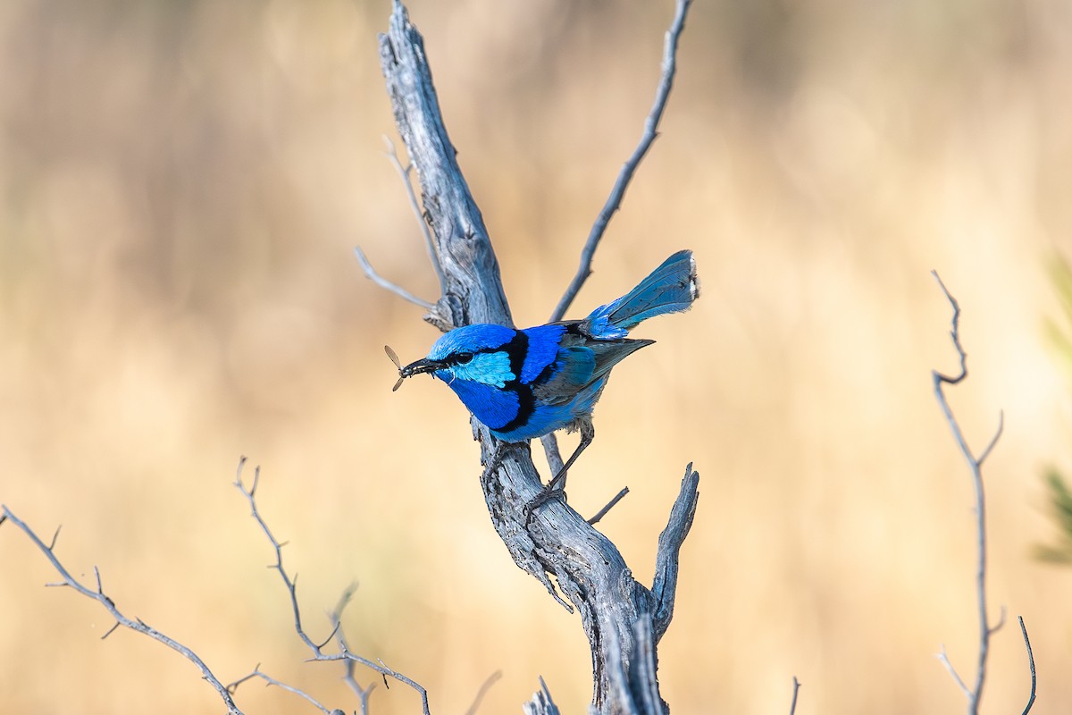 Splendid Fairywren - John Boyce