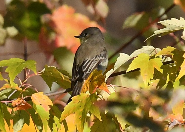 Least Flycatcher - ML610769077