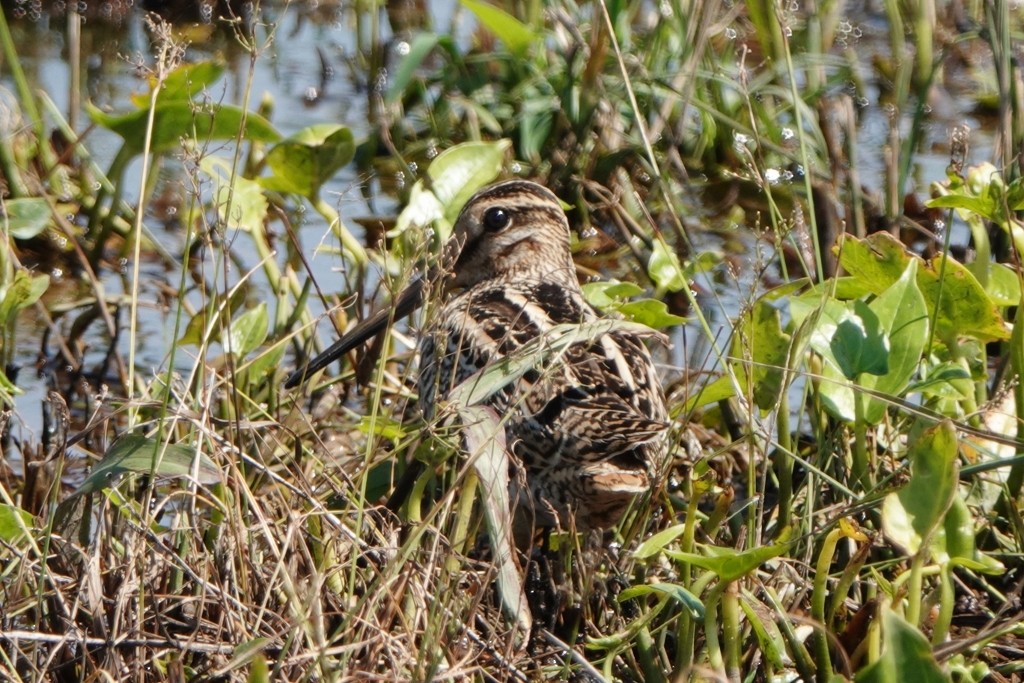 Common Snipe - ML610769140