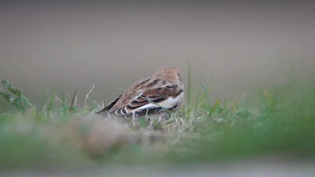 Snow Bunting - ML610769161