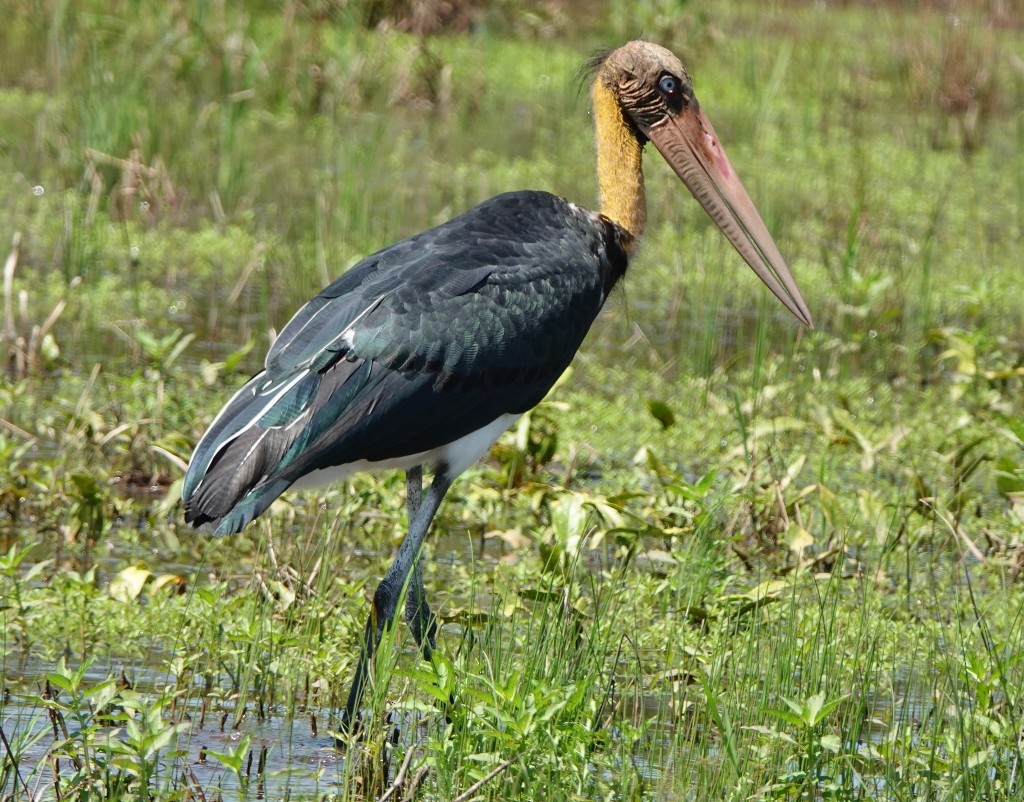 Lesser Adjutant - ML610769195