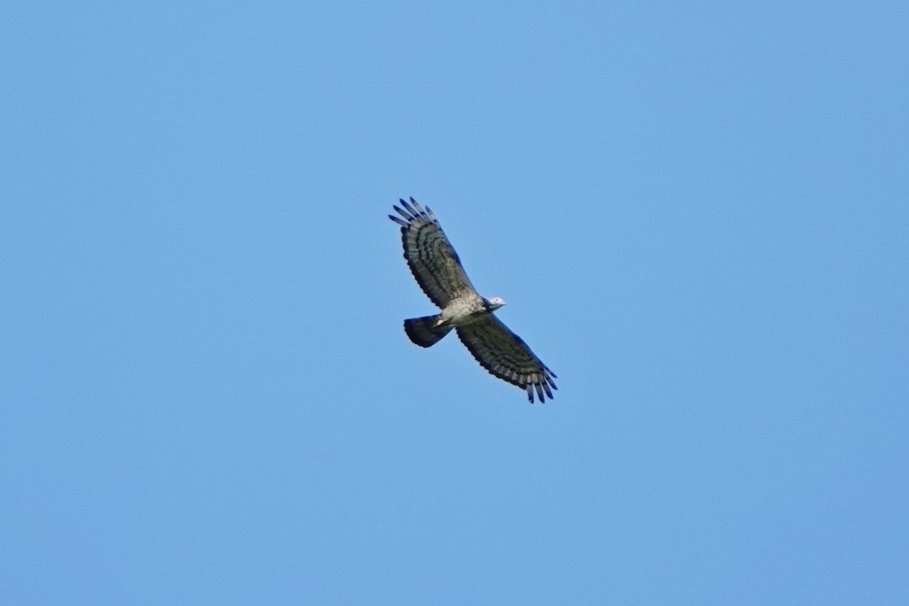 Crested Serpent-Eagle - ML610769202