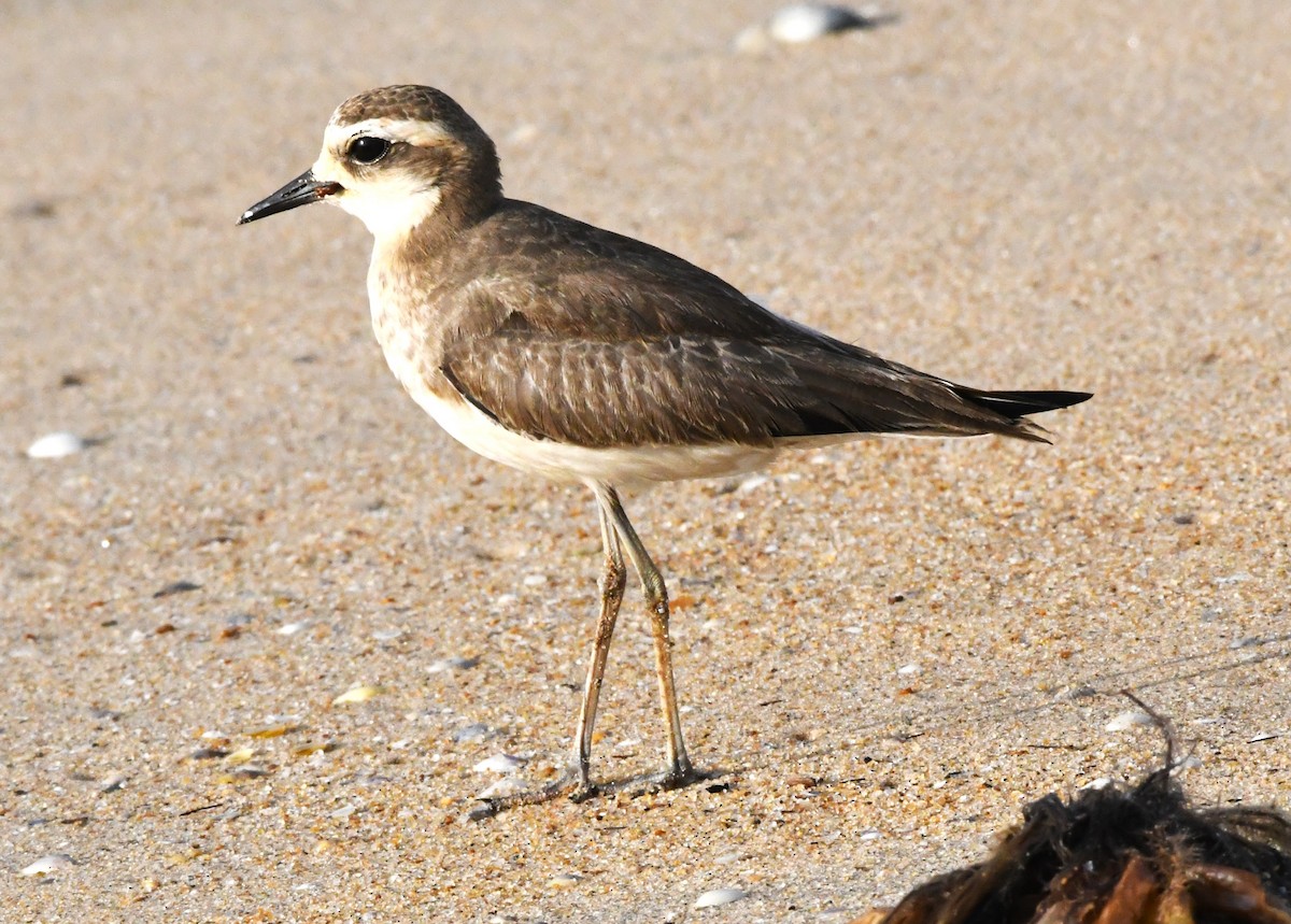 Caspian Plover - ML610769204