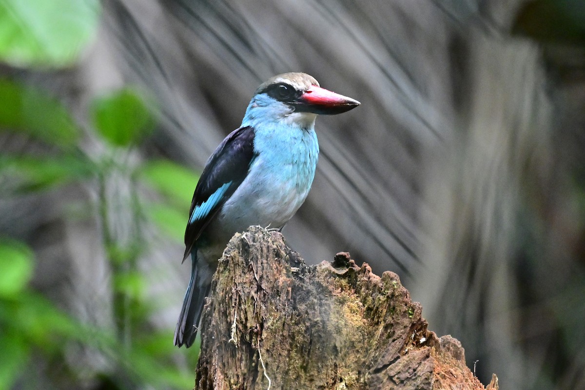 Blue-breasted Kingfisher - ML610769218