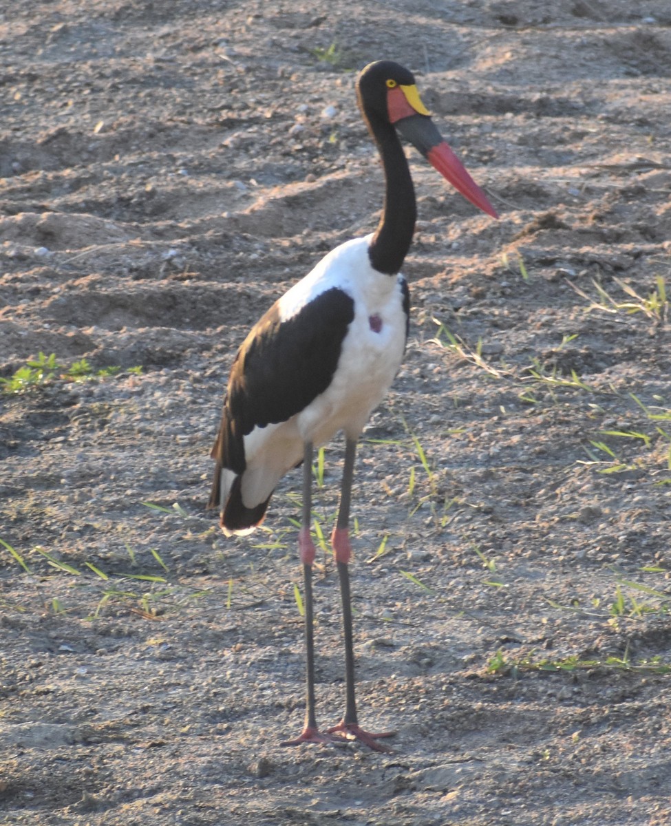 Saddle-billed Stork - ML610769254