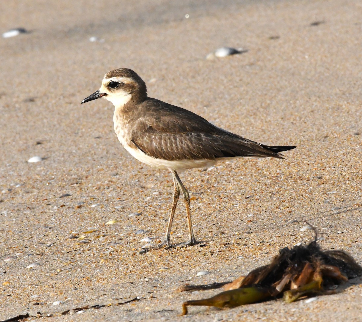 Caspian Plover - ML610769260