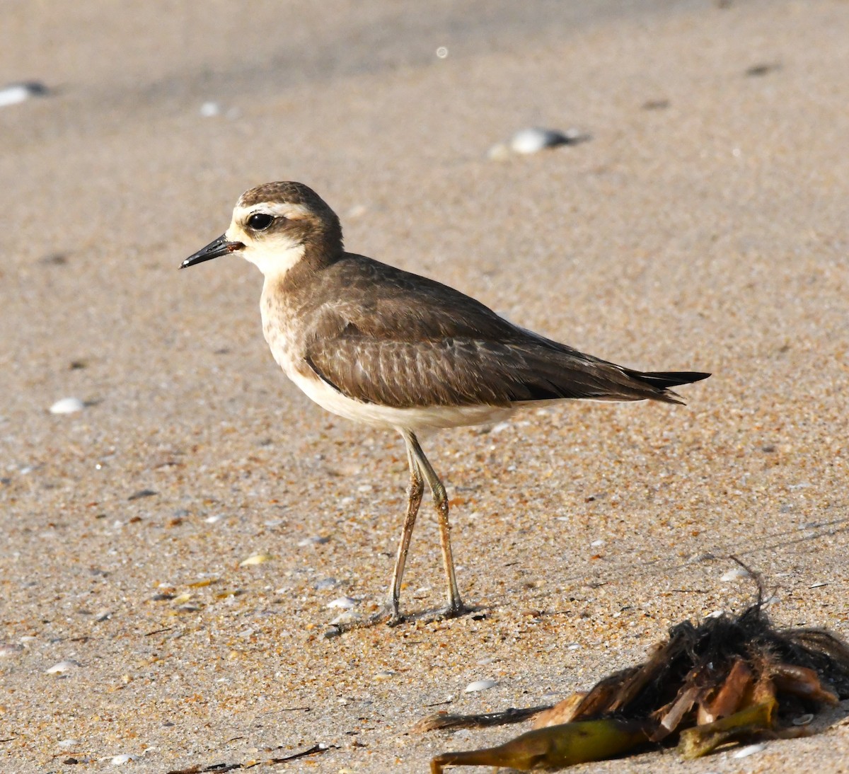 Caspian Plover - ML610769279