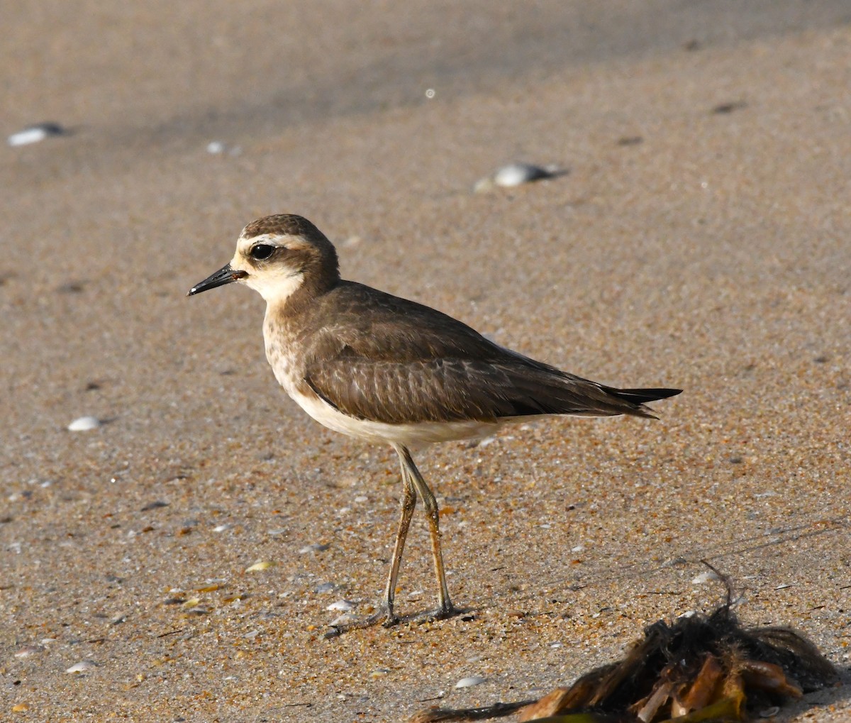 Caspian Plover - ML610769301