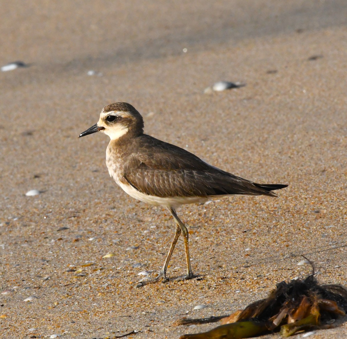 Caspian Plover - ML610769331