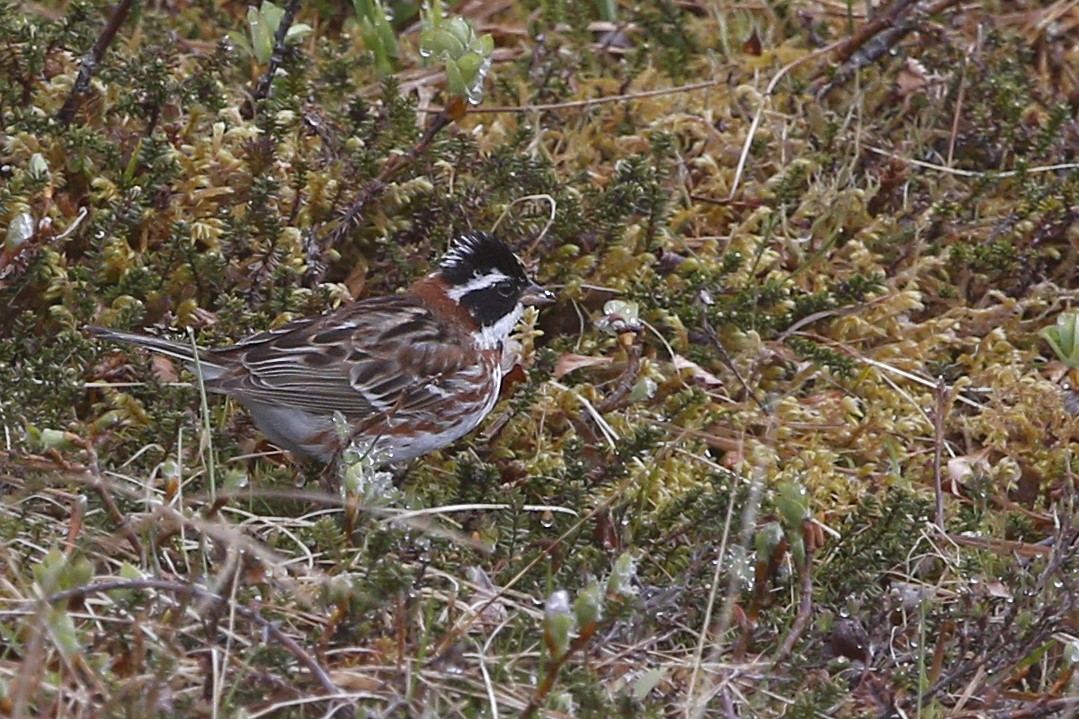 Rustic Bunting - ML61076941