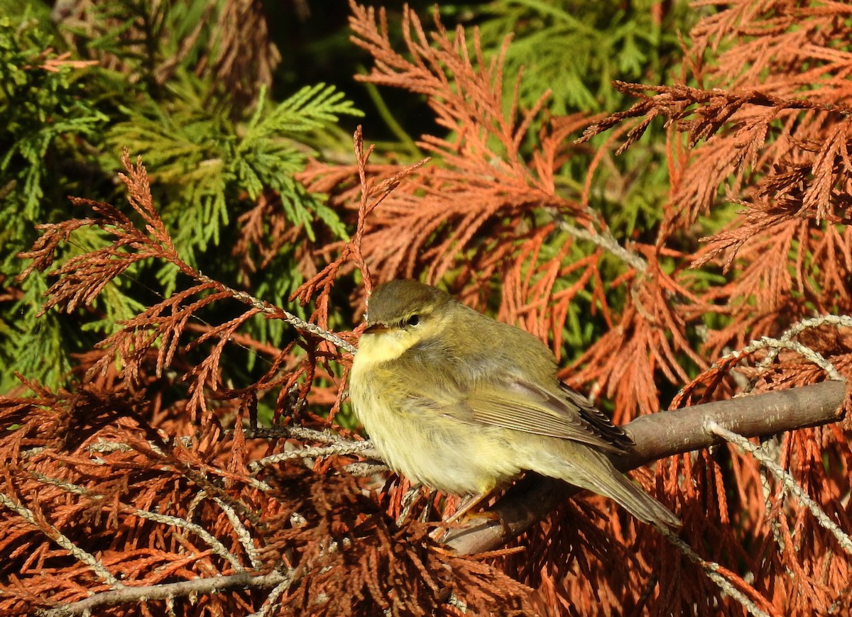 Willow Warbler - Cesar Clemente