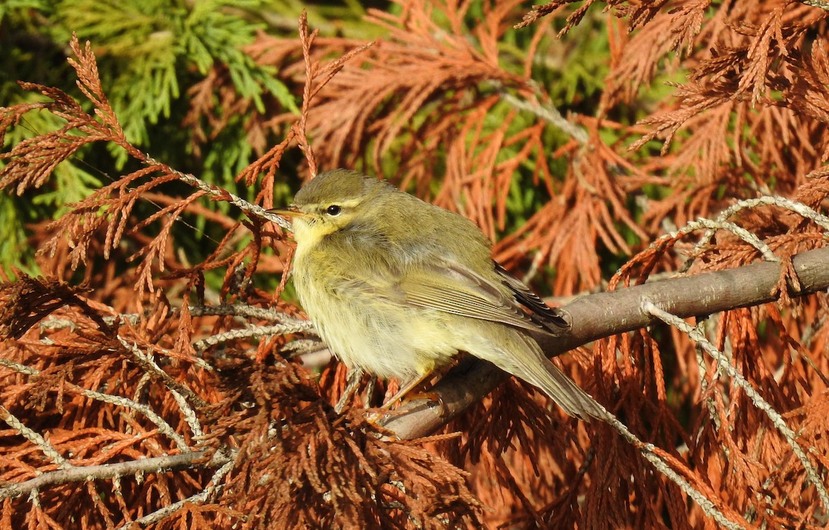 Willow Warbler - Cesar Clemente