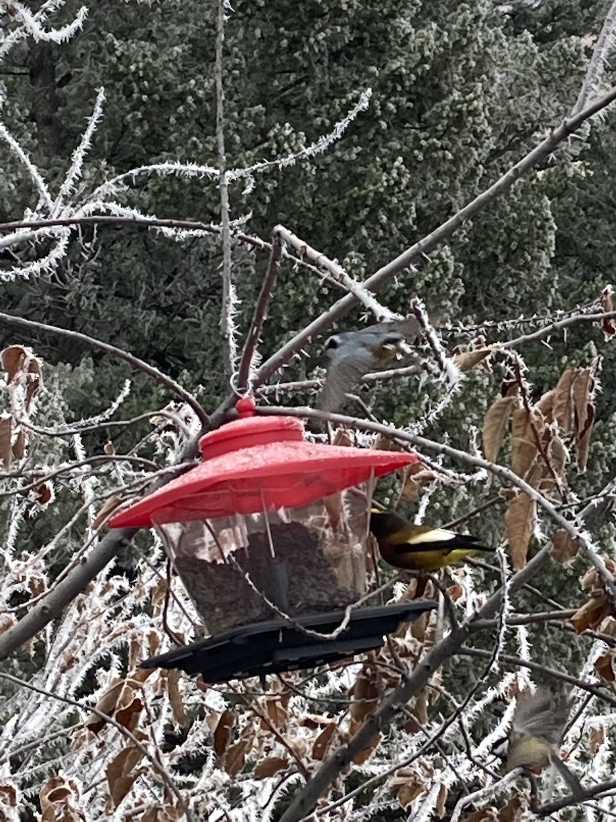 Evening Grosbeak - ML610769587