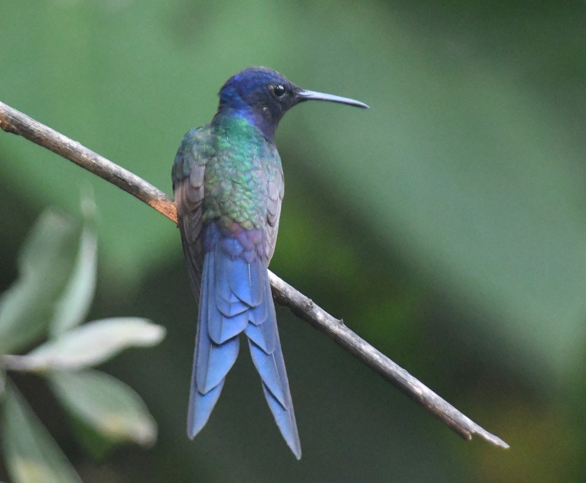 Swallow-tailed Hummingbird - ML610769597