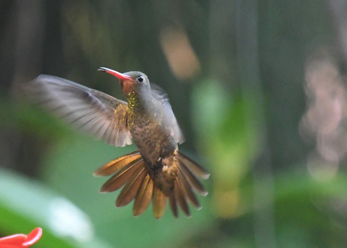 Gilded Hummingbird - ML610769625