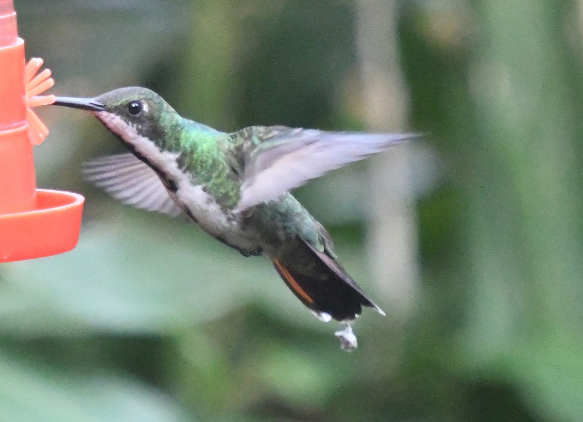 Black-throated Mango - Laurence Green