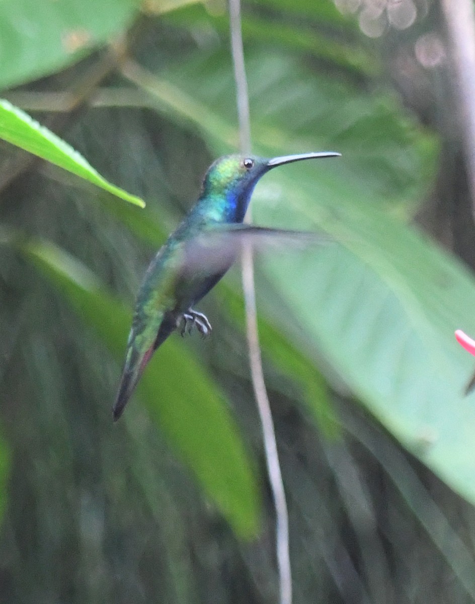 kolibřík tropický - ML610769677