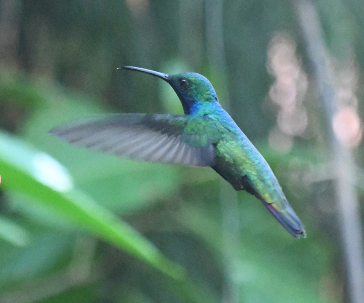 kolibřík tropický - ML610769678