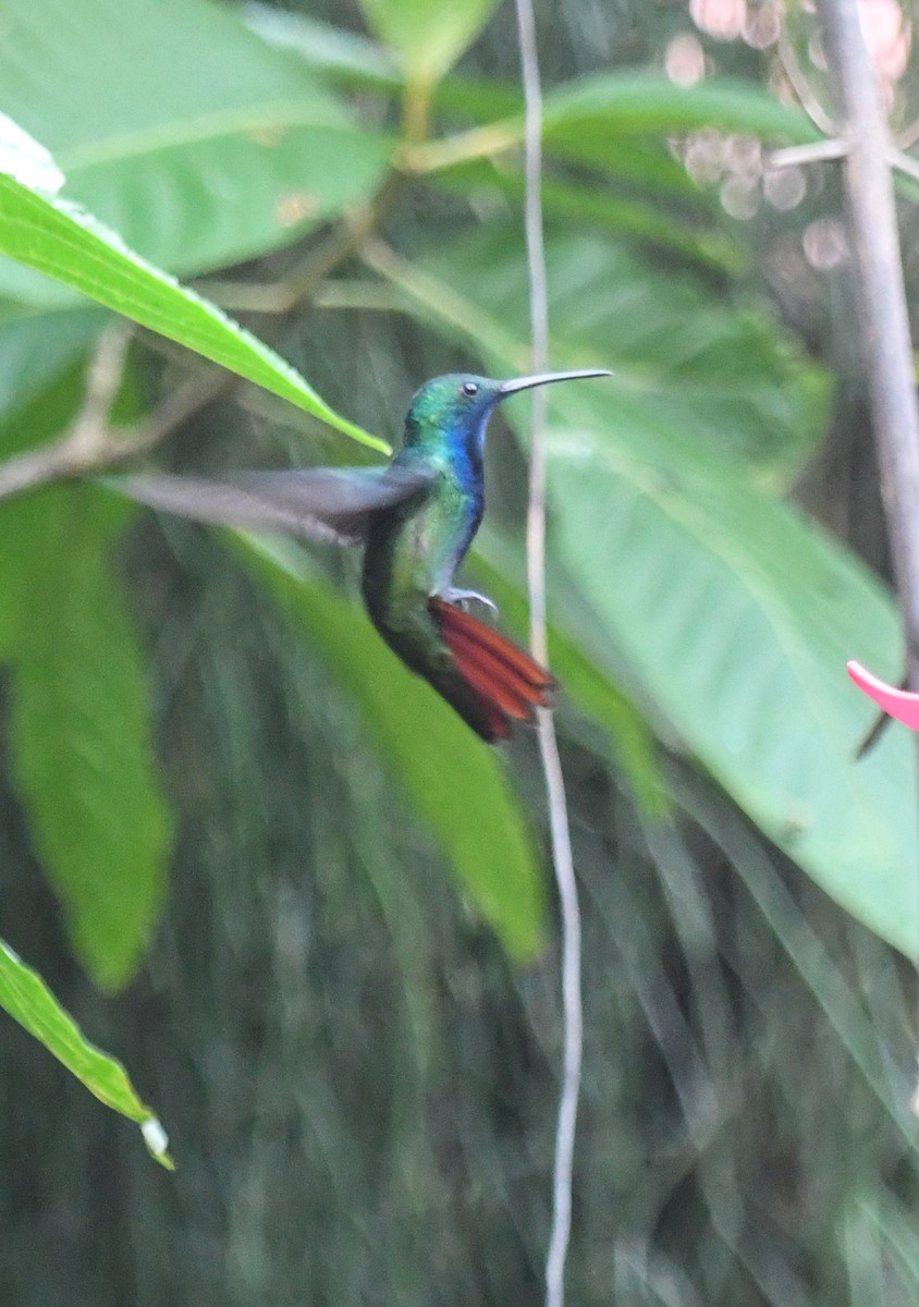 Black-throated Mango - Laurence Green