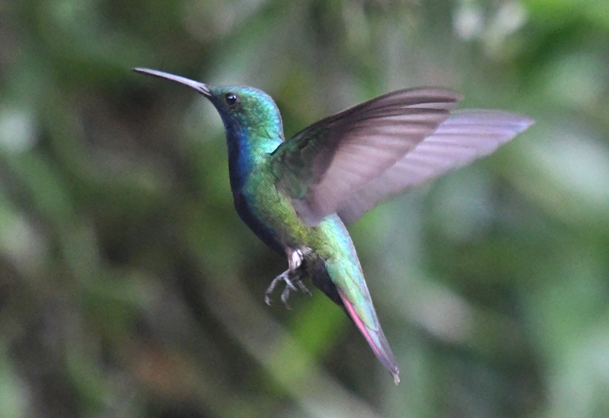 kolibřík tropický - ML610769681
