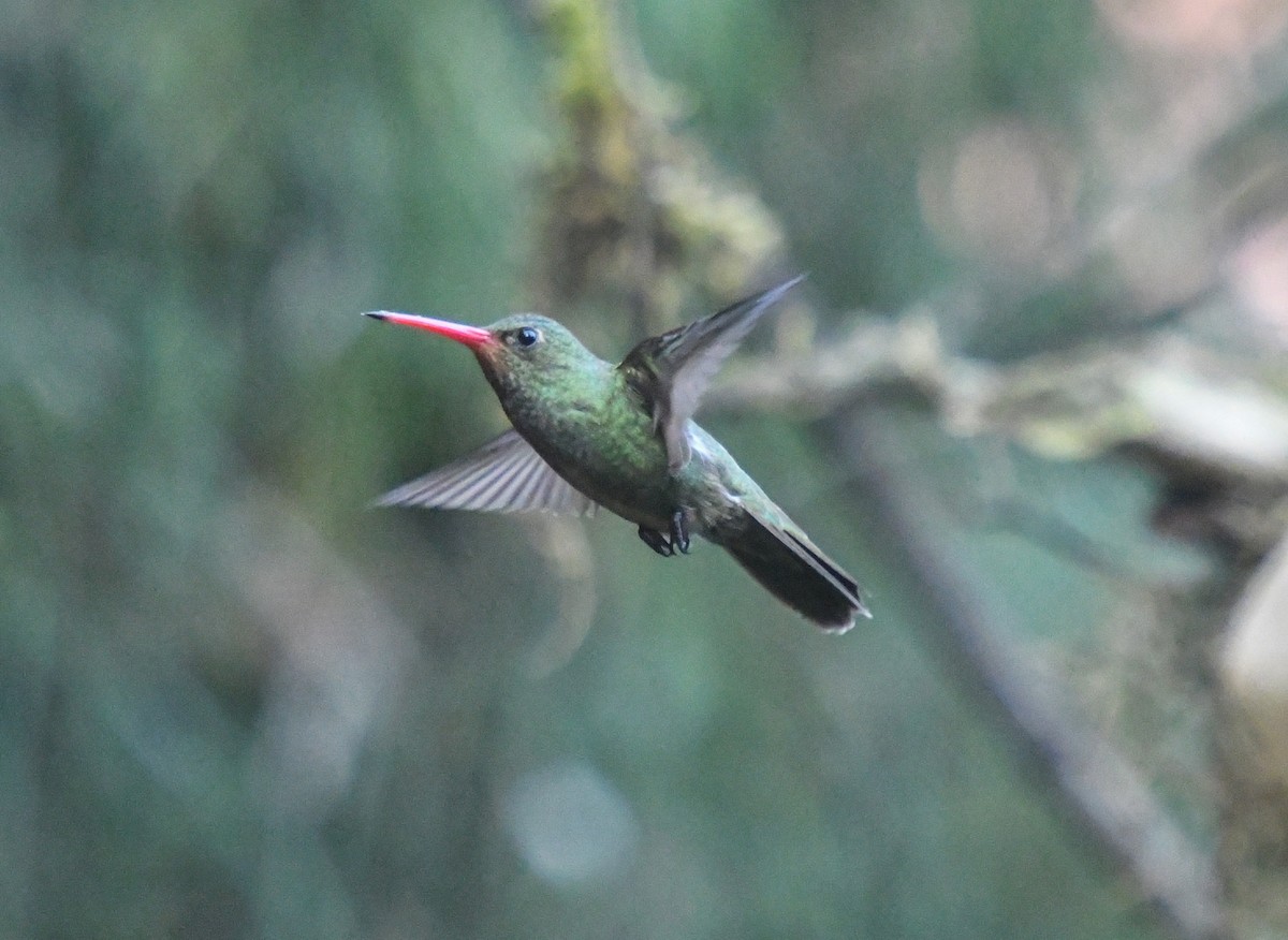 Amazilia Versicolor - ML610769689