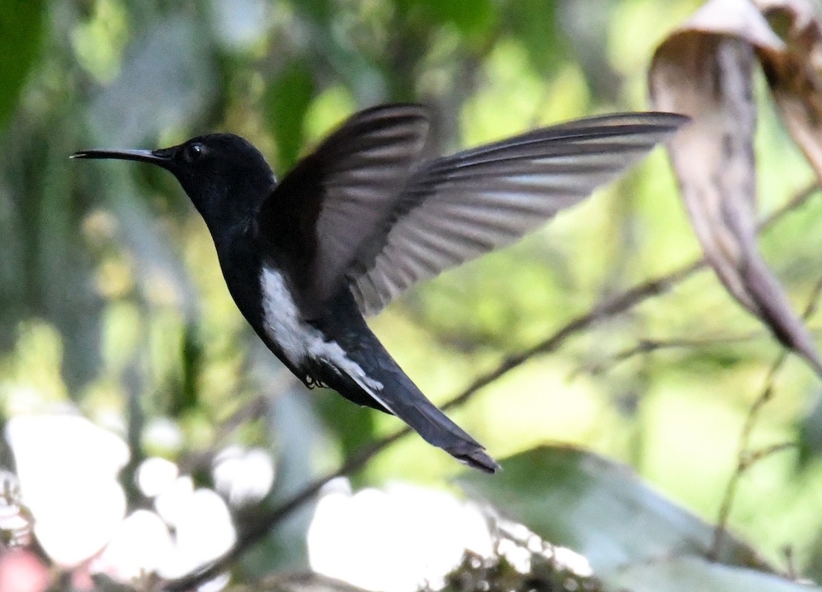 Colibrí Negro - ML610769706