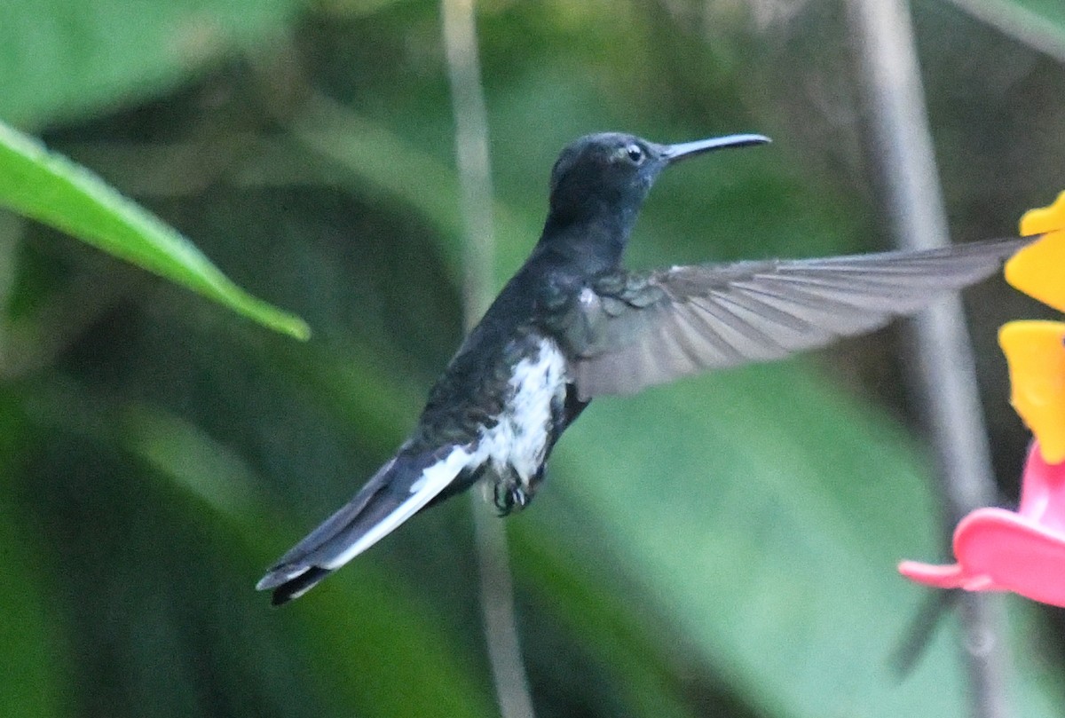 kolibřík černobílý - ML610769708