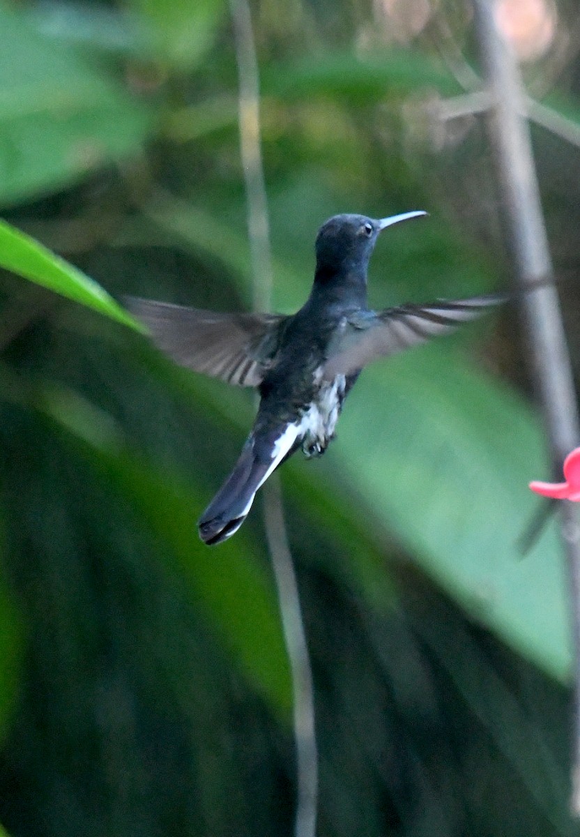 kolibřík černobílý - ML610769710
