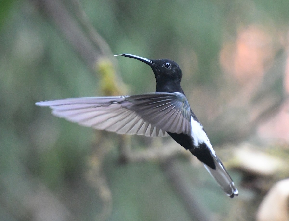 Black Jacobin - Laurence Green