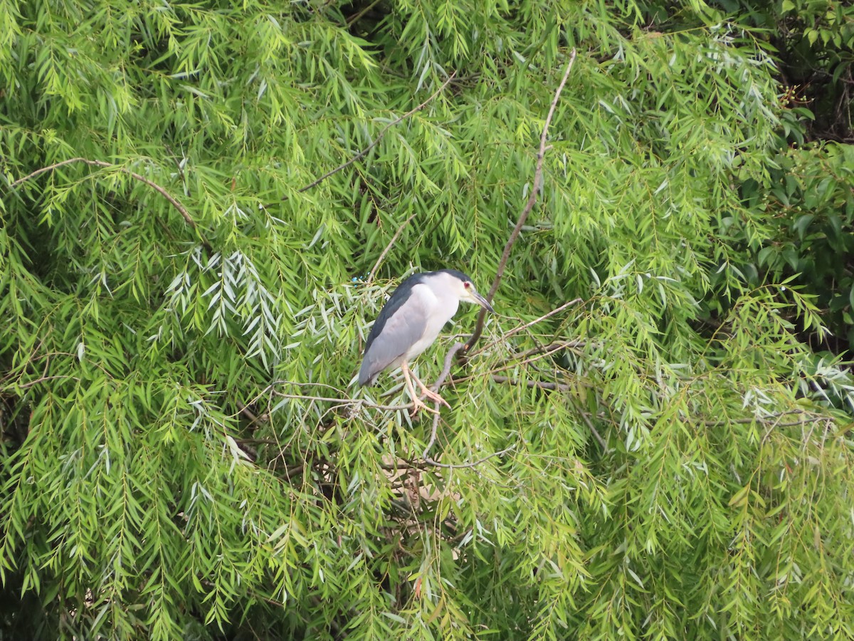 Black-crowned Night Heron - ML610769738