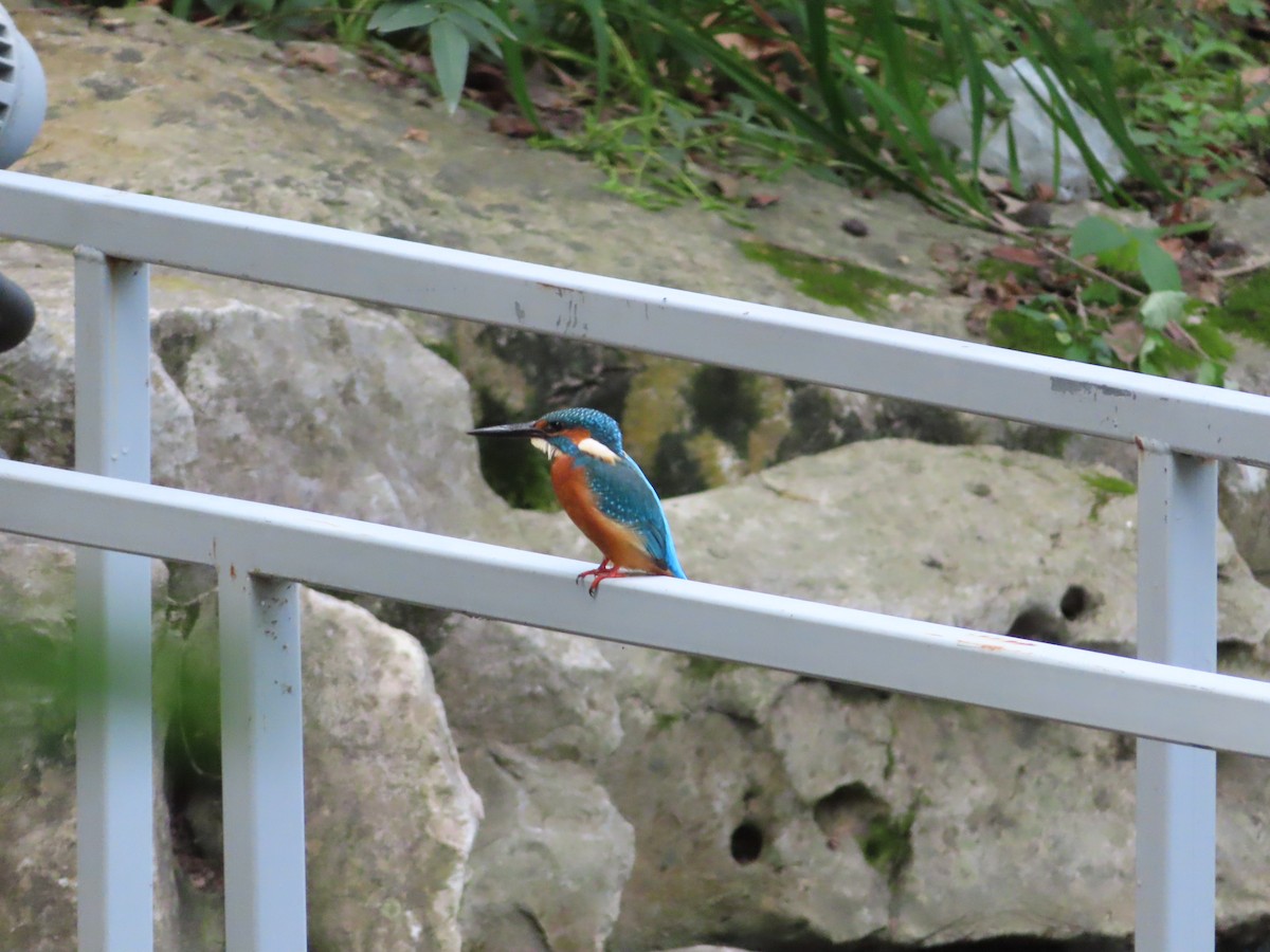 Common Kingfisher - ML610769741