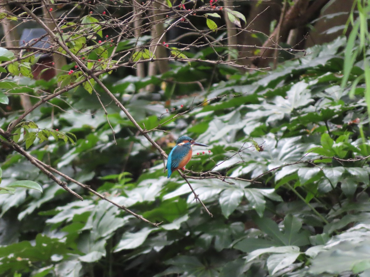 Common Kingfisher - ML610769742