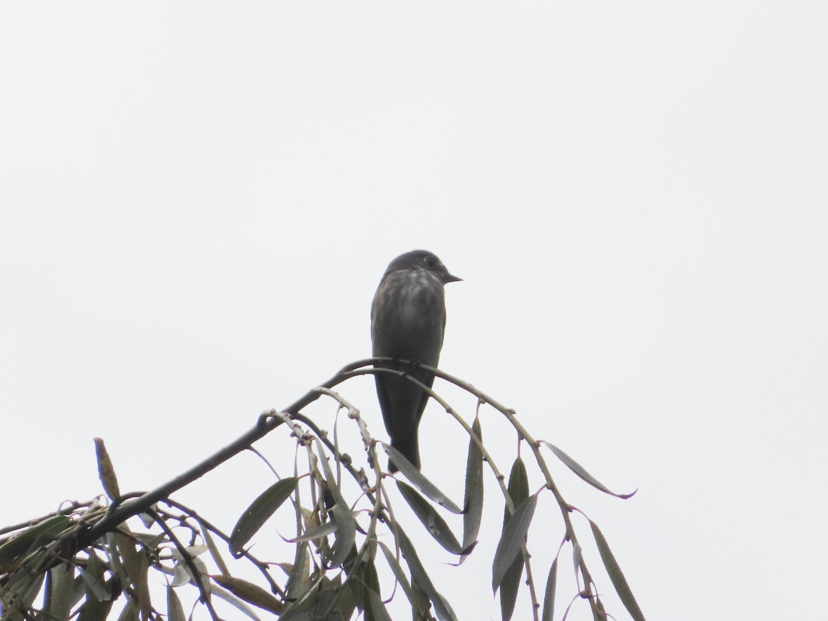 Dark-sided Flycatcher - ML610769746