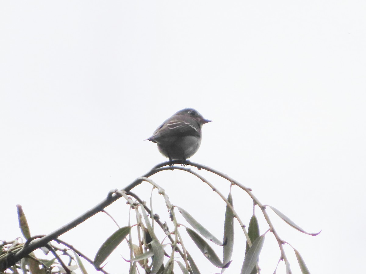 Dark-sided Flycatcher - ML610769747