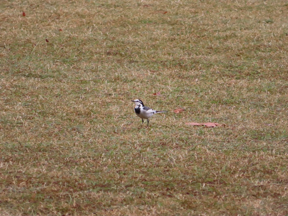 White Wagtail - ML610769750