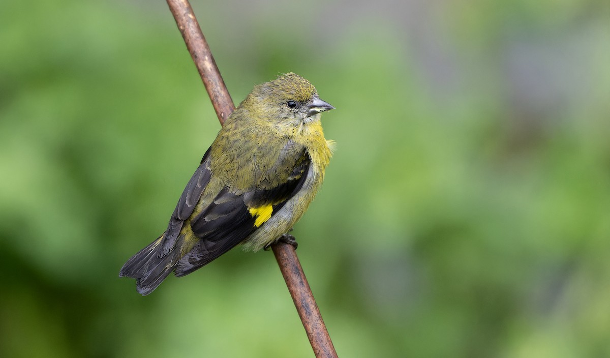 Yellow-bellied Siskin - ML610769754