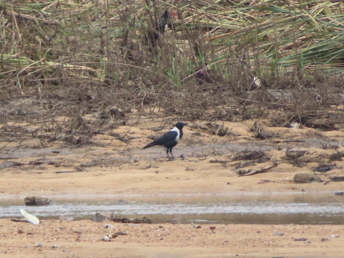 Collared Crow - ML610769782