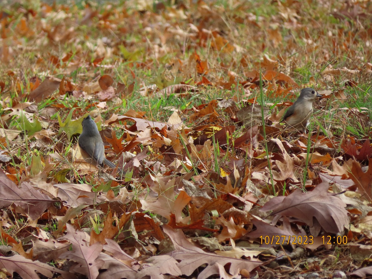 Tufted Titmouse - ML610769816