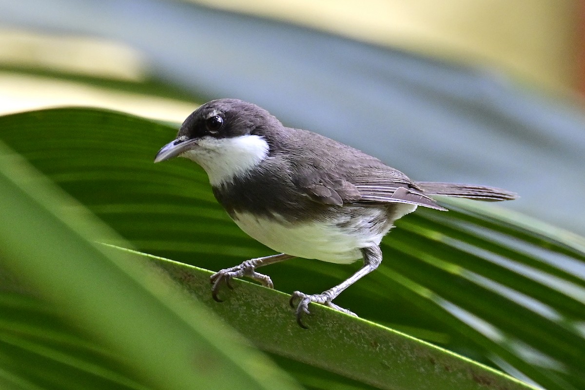 Dohrn's Thrush-Babbler - ML610769819