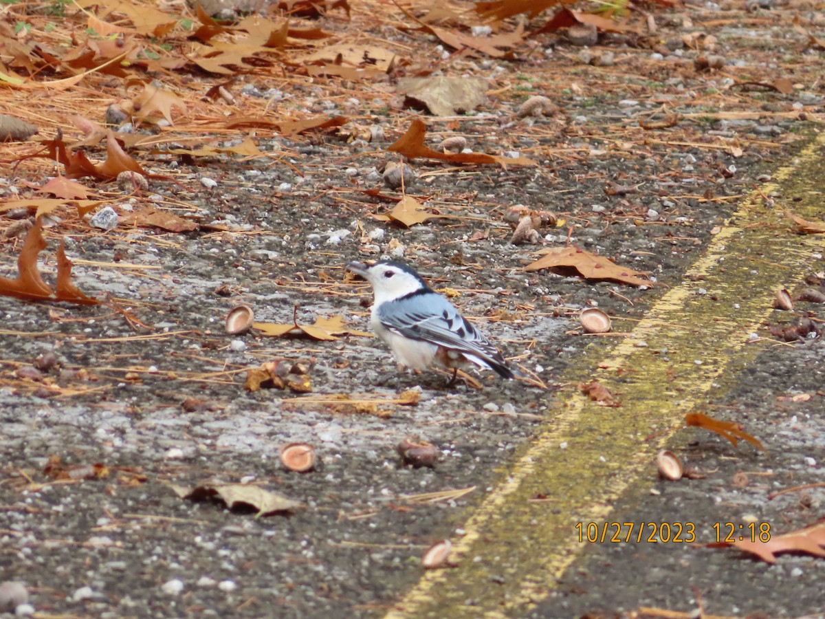 White-breasted Nuthatch - ML610769846