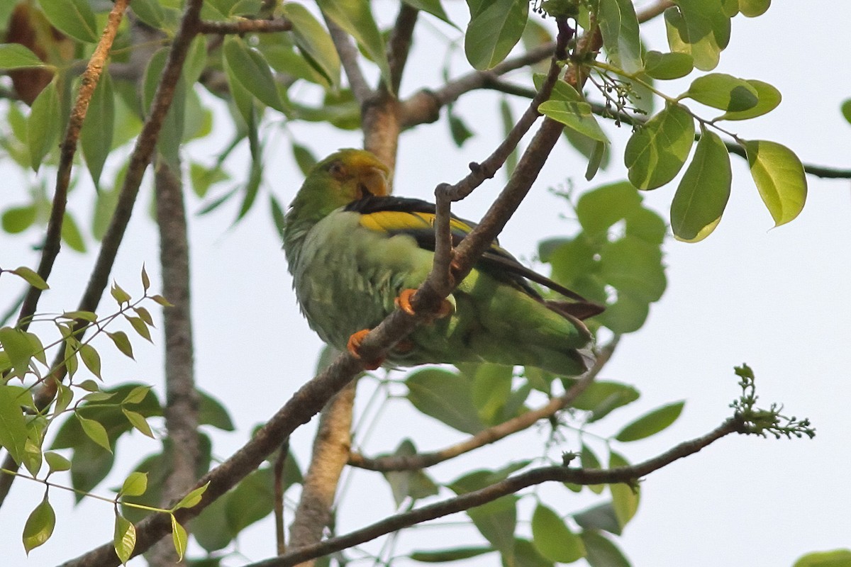 Lilac-tailed Parrotlet - ML610769862