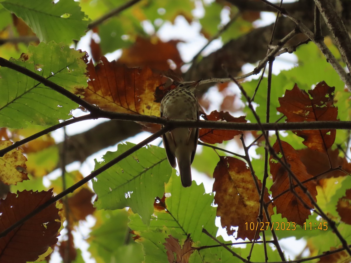 Wood Thrush - ML610769868