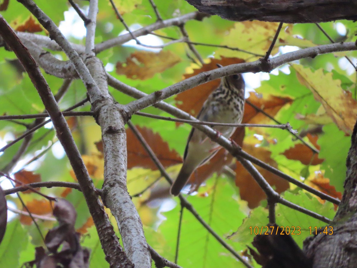 Wood Thrush - ML610769869