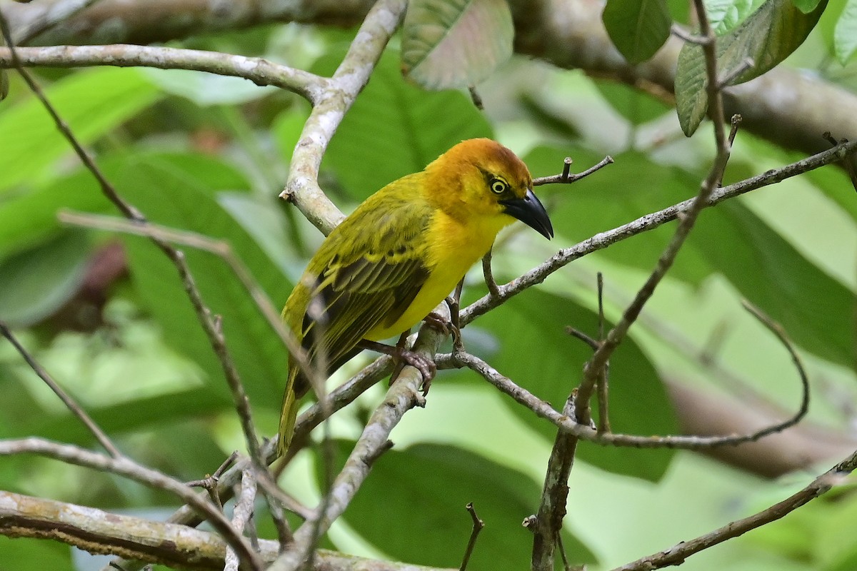 Principe Golden-Weaver - Gerd Schön