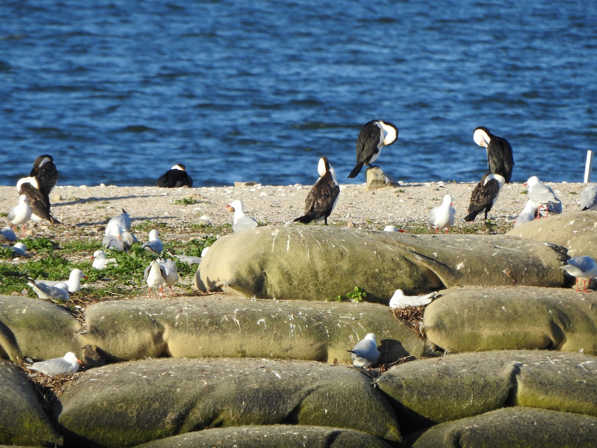 Pied Cormorant - DS Ridley