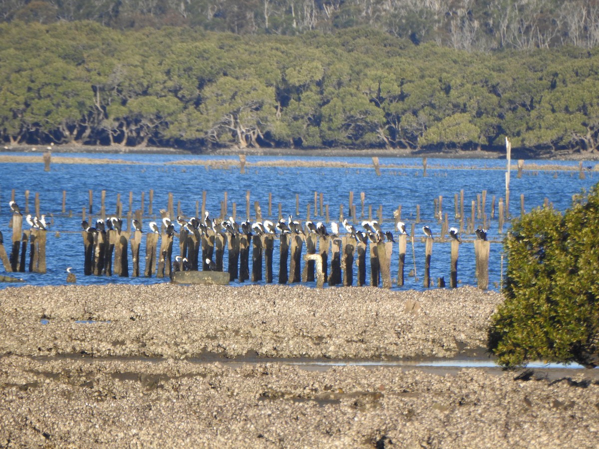 Cormorán Pío - ML610769976