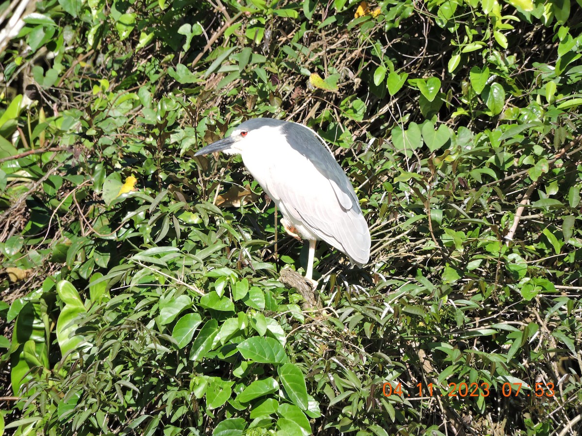 Black-crowned Night Heron - ML610770012